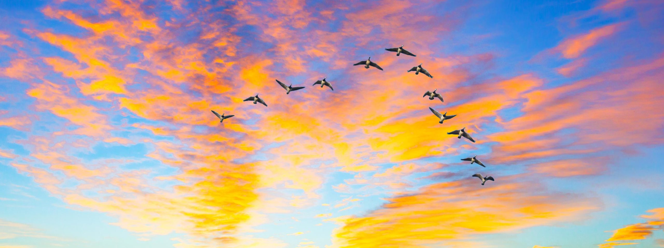 geese flying in formation at sunset